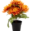 Excellent Flowers chrysant in pot | Action NL