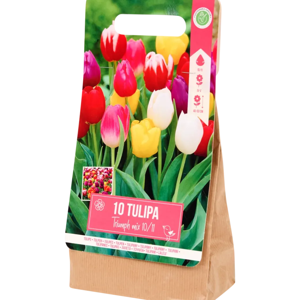 Tulpenbollen | Action NL