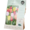 Tulpenbollen | Action NL